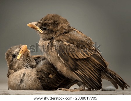 Two juvenile sparrows closeup looking at each other fondly