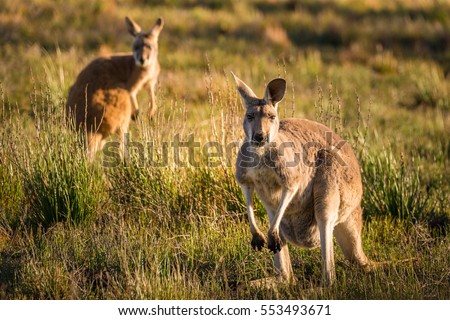 Two kangaroos in a field