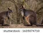 Two kangaroos (Macropus fuliginosus) in nature, staring at each other, close up