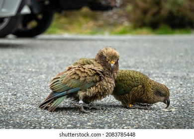 Two Kea Birds Eating Bread Crumbs On The Paved Ground Of A Carpark In Arthur's Pass, South Island. 