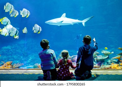 3,021 Visit aquarium Images, Stock Photos & Vectors | Shutterstock