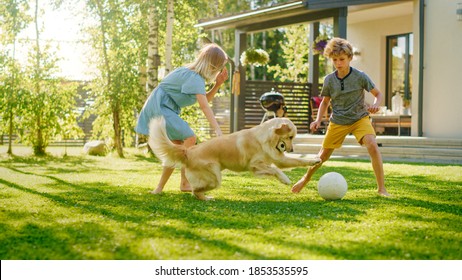 Two Kids Have fun with Their Handsome Golden Retriever Dog on the Backyard Lawn. They Pet, Play, Tackle it on the Ground And Scratch. Happy Dog Holds Toy Football in Jaws. Suburb House in the Summer