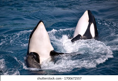 Orca Eye Images Stock Photos Vectors Shutterstock