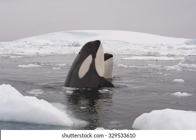 Two Killer Whales Spy Hanting In Antarctica