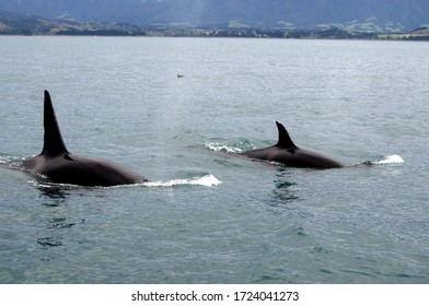 Orca Baby Images Stock Photos Vectors Shutterstock