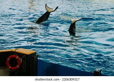 Two Killer Whales Tales Visible Above Stock Photo 2206309317 | Shutterstock