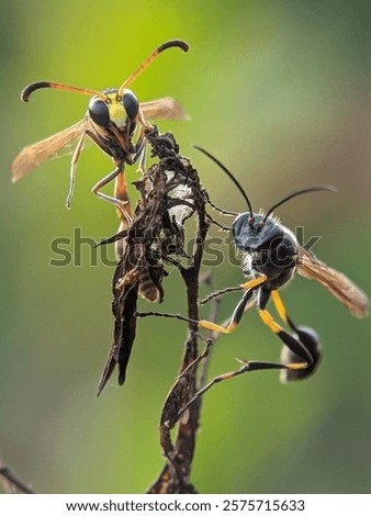 two kind wasp in the same plant