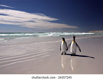 Two King Penguins at Volunteer Point on the Falkland Islands