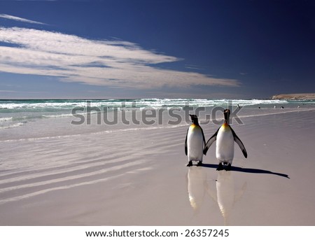 Two King Penguins at Volunteer Point on the Falkland Islands