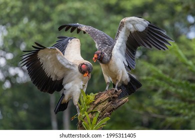 Two king vultures compete for the same perch, green jungle background, Costa Rica
