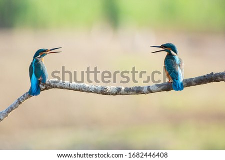 Two Kingfisher fledglings on a branch over the river (alcedo atthis). ideal photo to express concept of friendship or couple, quarrel, talk. ideal for coronavirus concept on social distancing