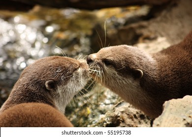 Two Kissing Eurasian Otters