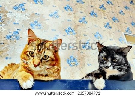 Two kitten with a beautiful background