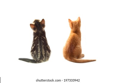 Kitten Behind Images Stock Photos Vectors Shutterstock