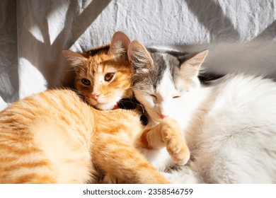Two kittens cuddle in a sunspot. 