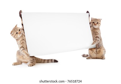 two kittens isolated with placard or banner