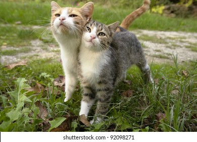 4,005 Cat leaning Images, Stock Photos & Vectors | Shutterstock