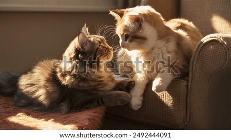 Two kittens looking at each other