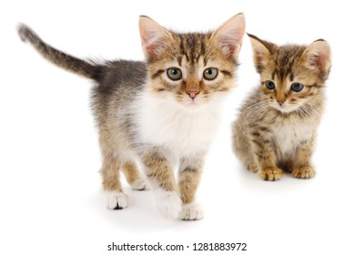 Adorable Little Kittens Same Litter Stock Photo (Edit Now) 83278948