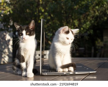 Two Kittens Are Sitting Side By Side On Table Divided By The Screen Of An Open Laptop. Love For Cats. Online Work Assistants, Home Office. Freelance. Humor. Curiosity, Learning.