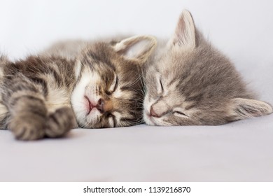Two Kittens Sleep Hugging Each Other Stock Photo (Edit Now) 1139216870
