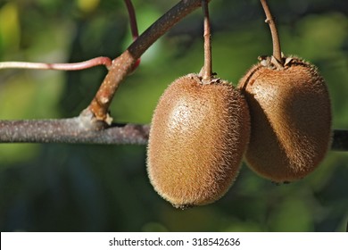 Two Kiwi On Plant