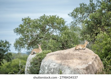 Two Klipspringer lying down on a rock boulder in Greater Kruger National park, South Africa ; Specie Oreotragus oreotragus family of Bovidae