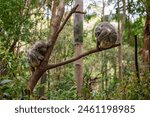 two koala sleeping in eucalypt tree, Australian native marsupial animal, Currumbin wildlife sanctuary, Gold Coast Queensland Australia, conservation habitat environment, travel tourism