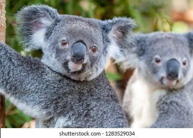 Two Koalas Sitting Side By Side Each Looking At Something Different. Their Poses Are Almost Identical.