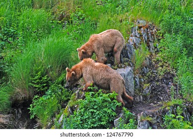Two Kodiak Bears watching a larger male on Kodiak Island