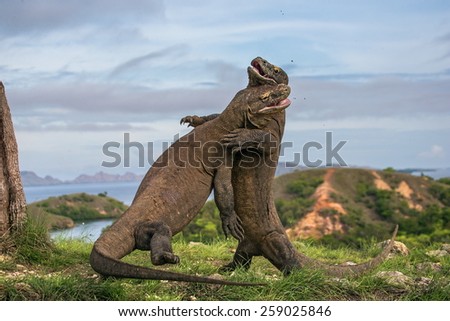 Two Komodo dragon fight with each other. Indonesia.
