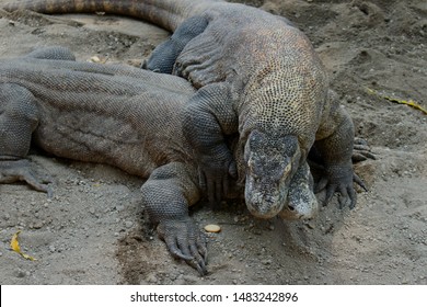 Two Komodo Dragon (Varanus Komodoensis) Mating