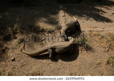 Two Komodo Dragons Facing Off
