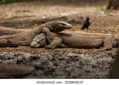 Two Komodo Dragons Fighting In Komodo Island