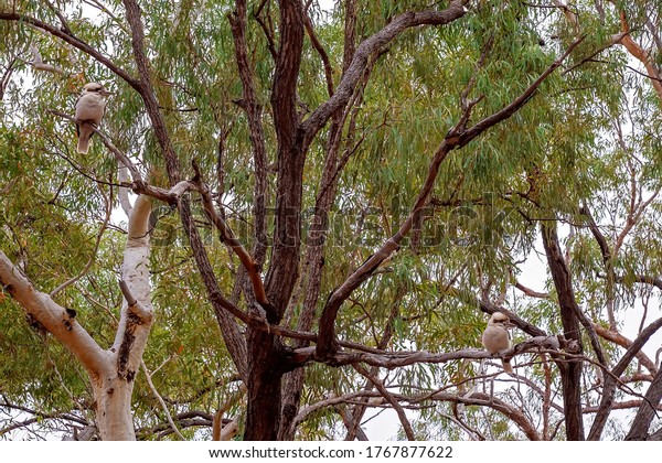 Two kookaburras in a gum tree watching and waiting\
to steal food from a bush breakfast at an Australian outback\
tourist resort
