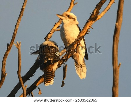 Two kookaburras perched on a tree branch under warm sunlight, showcasing their distinctive plumage against a clear sky.