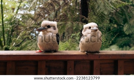 Two Kookaburras sitting on a wooden ledge facing away from each other, in a forest. Conflict resolution, friendship and communication concept. 
