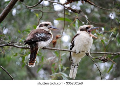 Two kookaburras in a tree