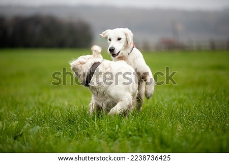 Two Labrador dogs run across a green field and play in a puddle