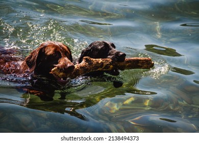 Two Labrador retriever dogs swimming in a lake with a stick that they just retrieved on a beautiful sunny summer's day.   - Powered by Shutterstock