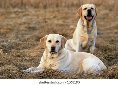Two labradors, male and female