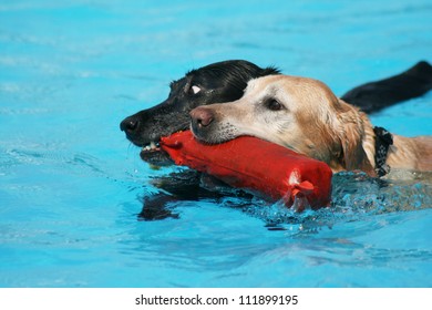 Two Labs With A Pool Toy At A Public Pool