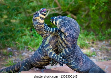 Two Lace Goannas, Australian Monitor Lizards Fighting Ferociously. The Goanna Features Prominently In Aboriginal Mythology And Australian Folklore, With Strong Claws And Powerful Legs.