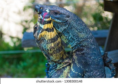 Two Lace Goannas, Australian Monitor Lizards Fighting Ferociously. The Goanna Features Prominently In Aboriginal Mythology And Australian Folklore, With Strong Claws And Powerful Legs.