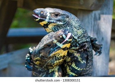 Two Lace Goannas, Australian Monitor Lizards Fighting Ferociously. The Goanna Features Prominently In Aboriginal Mythology And Australian Folklore, With Strong Claws And Powerful Legs.