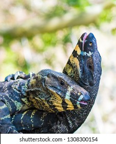 Two Lace Goannas, Australian Monitor Lizards Fighting Ferociously. The Goanna Features Prominently In Aboriginal Mythology And Australian Folklore, With Strong Claws And Powerful Legs.