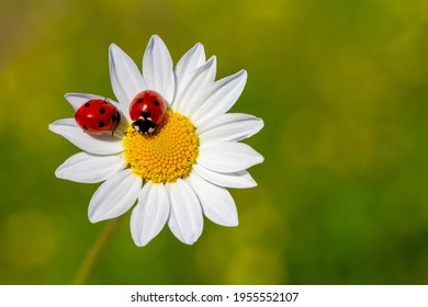 Two ladybirds, Coccinella septempunctata on a daisy.