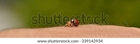Similar – Image, Stock Photo after me Summer Animal