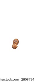 Two ladybugs mating, close-up macro shot isolated on white background.