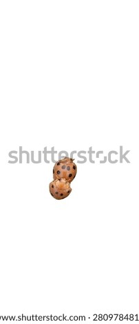 Two ladybugs mating, close-up macro shot isolated on white background.